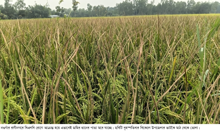 রাণীনগরে ধানে বিএলবি রোগের আক্রমনে কৃষক দিশেহারা